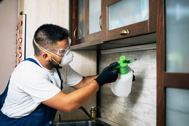 Wasp Removal Services in Gold Beach, OR